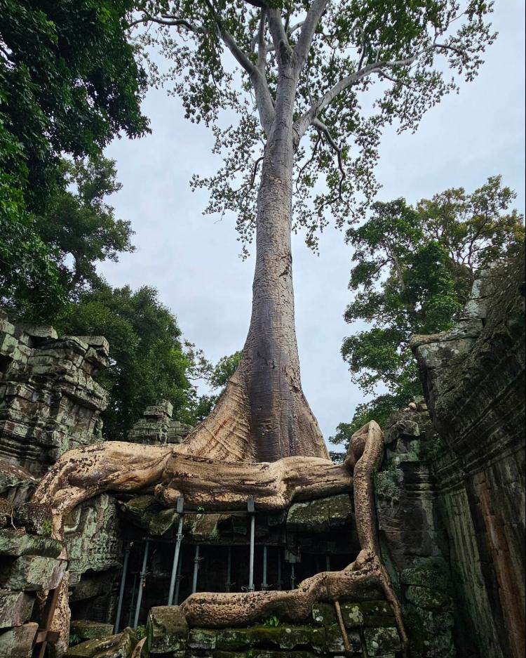 big old tree on top of temple