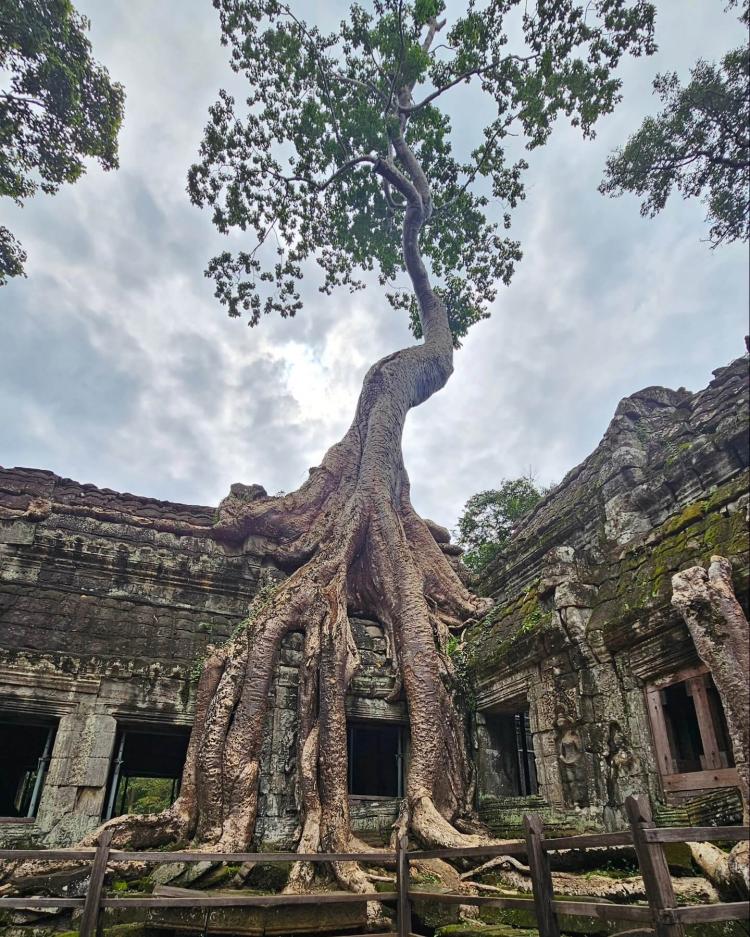 ta-prohm-temple with root
