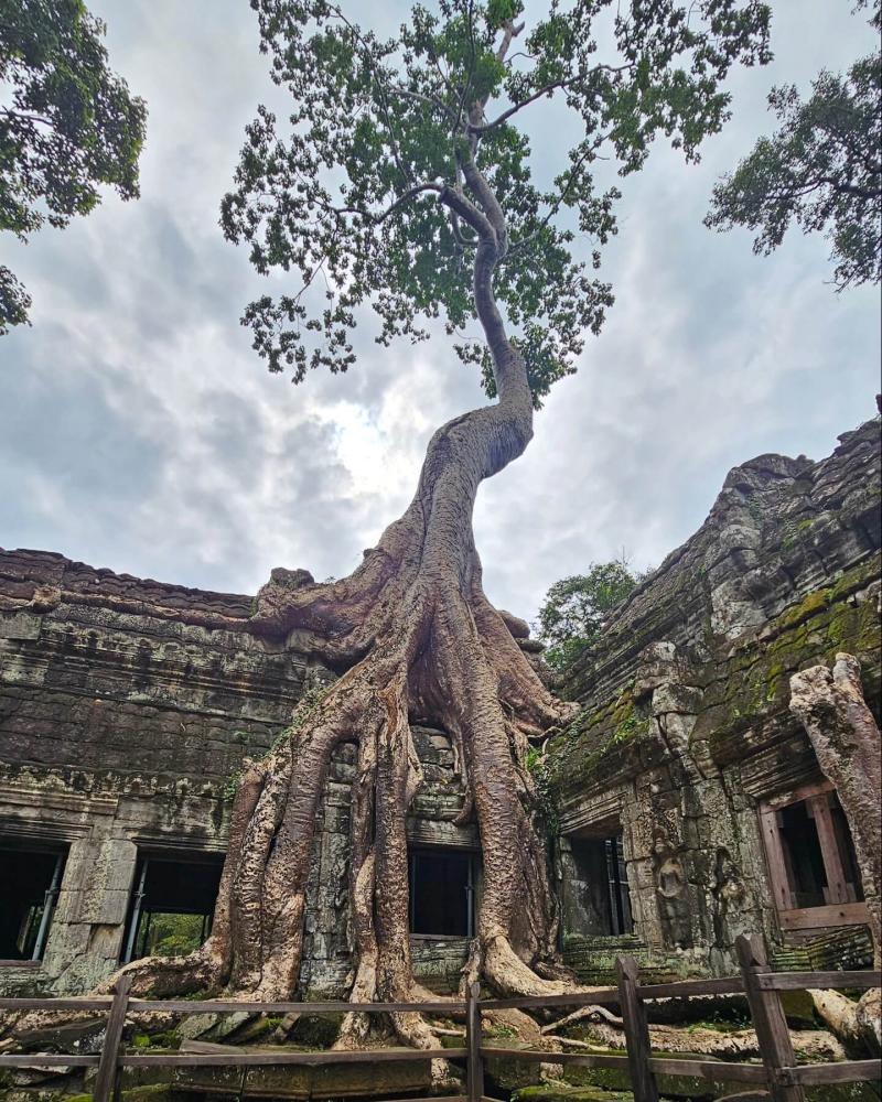 Ta Prohm Temple
