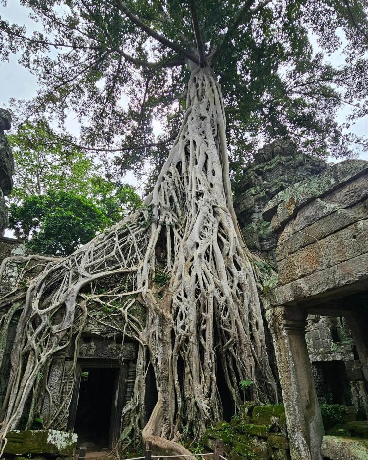 tree on top of temple